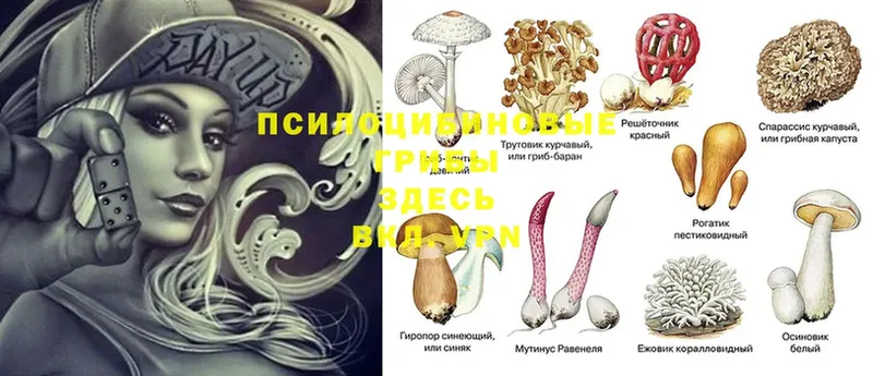 даркнет сайт  Пучеж  Галлюциногенные грибы Psilocybe 